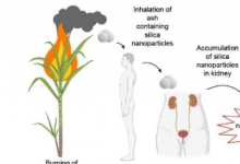 吸入二氧化硅颗粒可能导致肾脏疾病