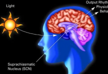 白天长度的变化如何改变大脑和随后的行为