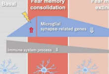 小胶质细胞中的突触相关基因被情境恐惧条件反射所改变