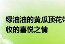 绿油油的黄瓜顶花带刺村民们正在采摘难掩丰收的喜悦之情