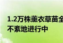 1.2万株薰衣草苗全部运输到位环节正在有条不紊地进行中