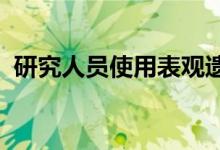 研究人员使用表观遗传学来确定海豚的年龄