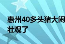 惠州40多头猪大闹高速 “捉猪大战”场面太壮观了