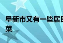 阜新市又有一些居民商量着拿上工具出门挖野菜