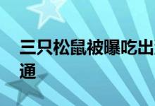 三只松鼠被曝吃出油炸壁虎 正在进行核实沟通