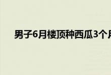 男子6月楼顶种西瓜3个月后获丰收 楼顶种植西瓜技巧