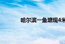 哈尔滨一鱼塘现4米长大蟒蛇 蛇的寿命多长