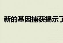 新的基因捕获揭示了潜在的乳腺癌治疗目标