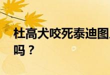 杜高犬咬死泰迪图片 多少钱一条属于禁养犬吗？