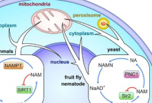 在动物生命的早期分支中发现sirtuin长寿蛋白