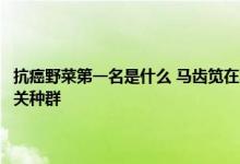 抗癌野菜第一名是什么 马齿笕在农村叫什么 毛秆披碱草介绍 内蒙古发现相关种群