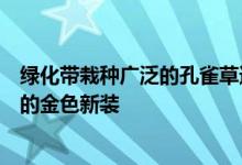 绿化带栽种广泛的孔雀草迎来了盛花期为城市披上一件靓丽的金色新装