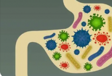 研究发现肠道微生物物种中的菌株与人群共同多样化