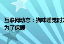 互联网动态：猫咪睡觉时为什么把身体蜷成团A伪装成毛球B为了保暖