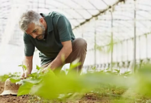 FarmBOXRaspberryPiIoT传感器监控最佳生长条件