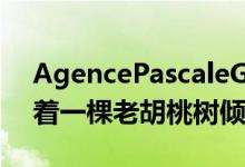 AgencePascaleGuédot的巴黎图书馆围绕着一棵老胡桃树倾斜