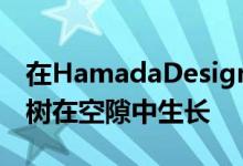 在HamadaDesign的玻璃木结构建筑中一棵树在空隙中生长