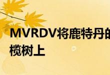 MVRDV将鹿特丹的房子包裹在一棵成熟的橄榄树上