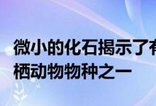 微小的化石揭示了有史以来发现的最古老的两栖动物物种之一