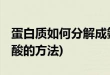 蛋白质如何分解成氨基酸 (蛋白质分解成氨基酸的方法)