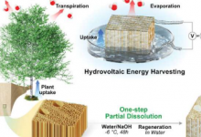 研究人员从浸泡在水中的木头中获取电能