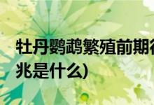 牡丹鹦鹉繁殖前期征兆 (牡丹鹦鹉繁殖前期征兆是什么)