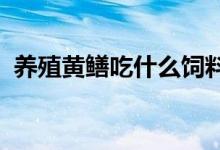 养殖黄鳝吃什么饲料 (养殖黄鳝吃什么东西)