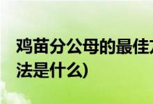 鸡苗分公母的最佳方法 (鸡苗分公母的最佳方法是什么)