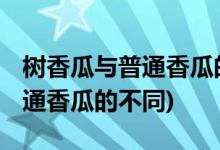 树香瓜与普通香瓜的区别是什么 (树香瓜与普通香瓜的不同)