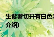 生紫薯切开有白色液体是怎么回事 (紫薯相关介绍)