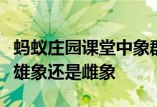 蚂蚁庄园课堂中象群中担任象群首领的一般是雄象还是雌象