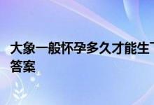 大象一般怀孕多久才能生下一个象宝宝 蚂蚁庄园5月6日今日答案