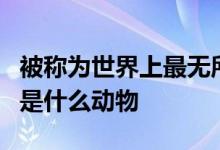 被称为世界上最无所畏惧的动物人称平头哥的是什么动物