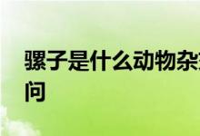 骡子是什么动物杂交而来的 今日蚂蚁庄园提问