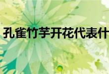 孔雀竹芋开花代表什么(孔雀竹芋开花的寓意)