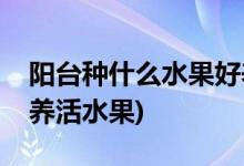 阳台种什么水果好养活(适合阳台种殖的又好养活水果)