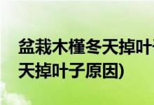 盆栽木槿冬天掉叶子是怎么回事(盆栽木槿冬天掉叶子原因)