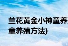 兰花黄金小神童养殖方法(有关兰花黄金小神童养殖方法)