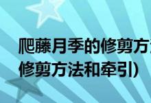 爬藤月季的修剪方法和注意事项(爬藤月季的修剪方法和牵引)