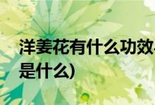 洋姜花有什么功效与作用(洋姜花功效与作用是什么)