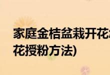 家庭金桔盆栽开花怎么授粉(家庭金桔盆栽开花授粉方法)