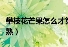 攀枝花芒果怎么才算熟（攀枝花芒果如何才算熟）