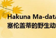 Hakuna Ma-data：使用AI for Earth识别塞伦盖蒂的野生动物