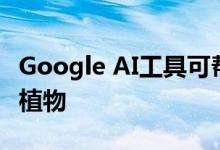 Google AI工具可帮助保护主义者追踪野生动植物