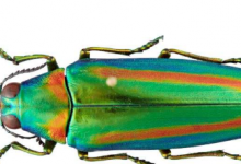 珠宝甲虫通过复制基因进化出新颜色