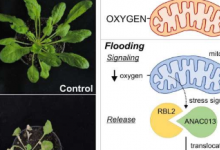 研究人员在模式植物拟南芥中发现了一种新的低氧信号通路