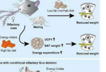 气味会影响小鼠的新陈代谢和衰老