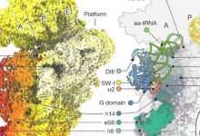人类与细菌揭示核糖体解码的差异