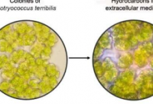 研究人员培育用于生产生物燃料的微藻