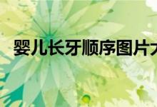 婴儿长牙顺序图片大全（婴儿长牙顺序图）